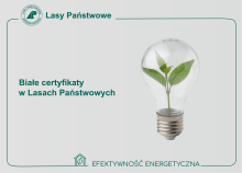 Białe certyfikaty w Lasach Państwowych