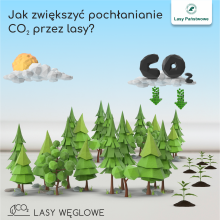 Jak zwiększyć pochłanianie CO2  przez lasy?