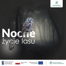 Nocne życie lasu – nowy projekt w CKPŚ