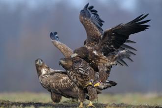 Czynna ochrona rzadkich gatunków zwierząt w Puszczy Solskiej