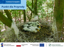 Dobre praktyki w ochronie bociana czarnego