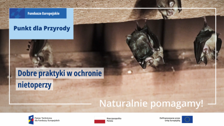 Dobre praktyki w ochronie nietoperzy